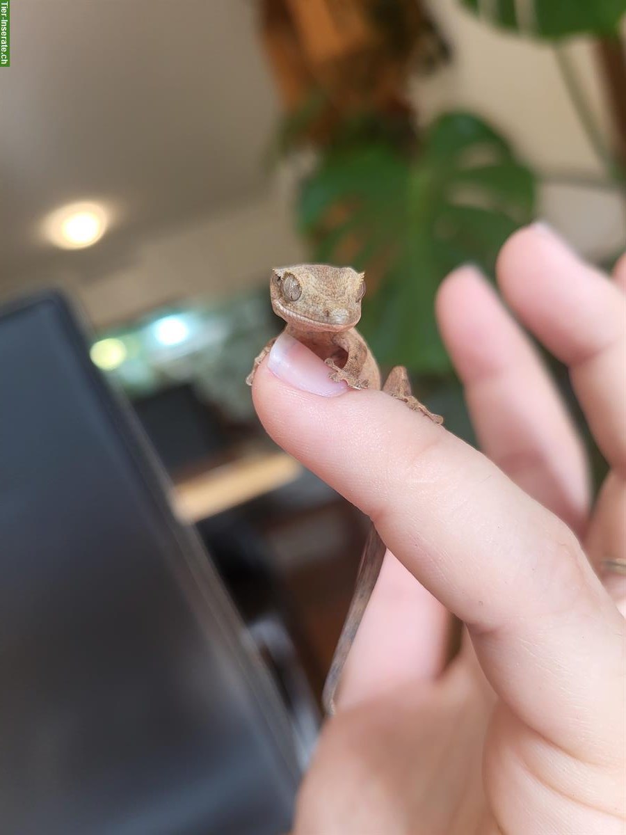 Bild 6: Kronengecko Jungtier sucht neues Zuhause