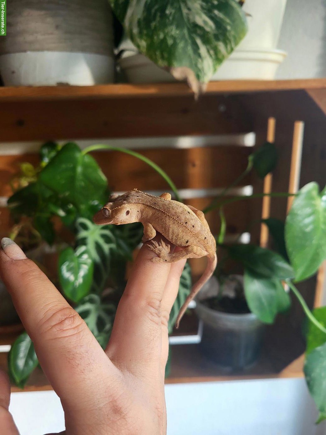 Bild 7: Kronengecko Jungtier sucht neues Zuhause