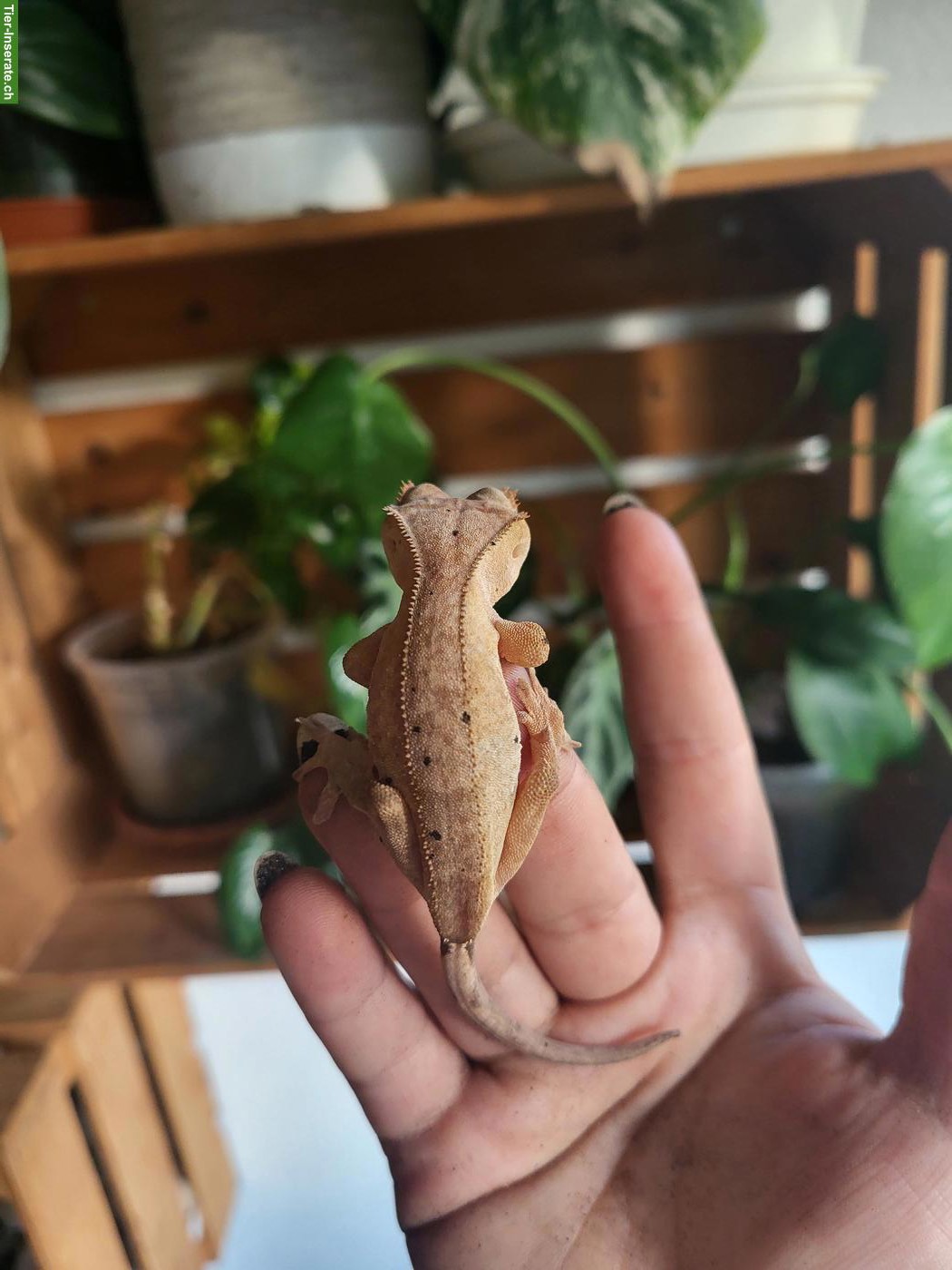 Bild 8: Kronengecko Jungtier sucht neues Zuhause