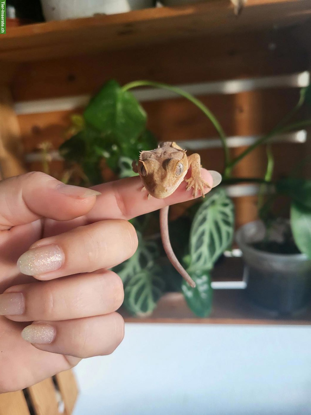 Bild 9: Kronengecko Jungtier sucht neues Zuhause