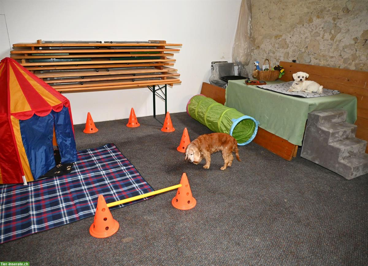 Bild 4: Hochwertige, liebevolle und zuverlässige Hundebetreuung & Spaziergänge