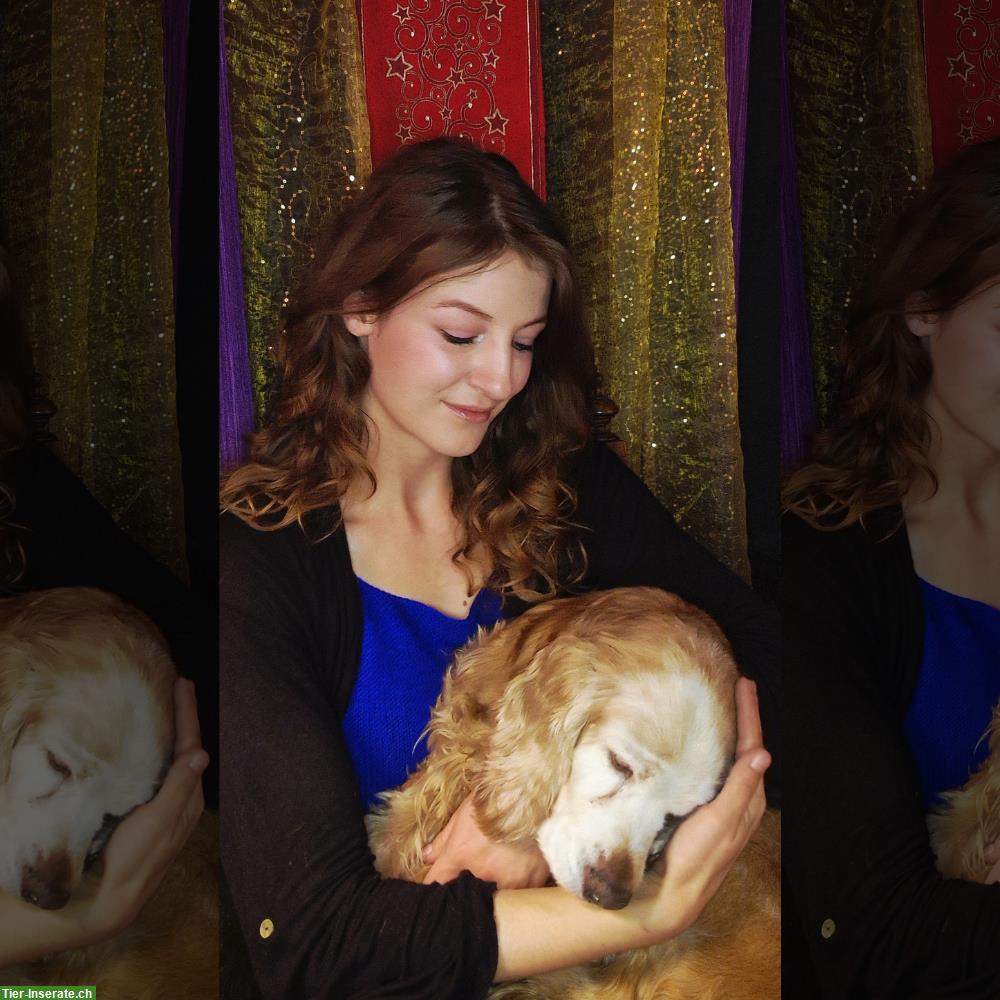 Bild 5: Hochwertige, liebevolle und zuverlässige Hundebetreuung & Spaziergänge