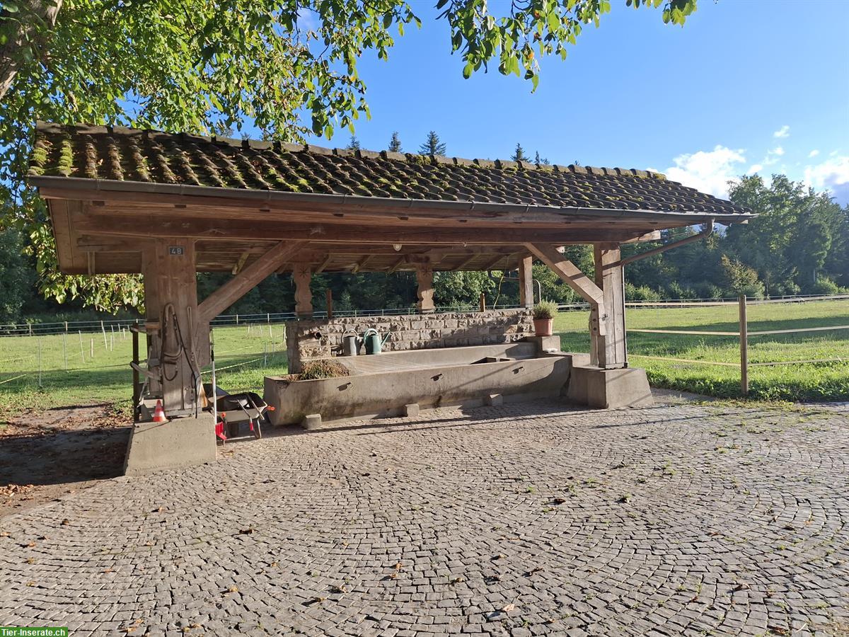 Bild 10: Bieten freie Offenstallplätze in Kiesen BE