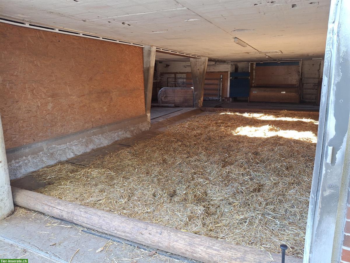 Bild 8: Bieten freie Offenstallplätze in Kiesen BE