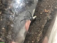 Goldene Seidenspinne, Trichonephila inaurata madagascariensis