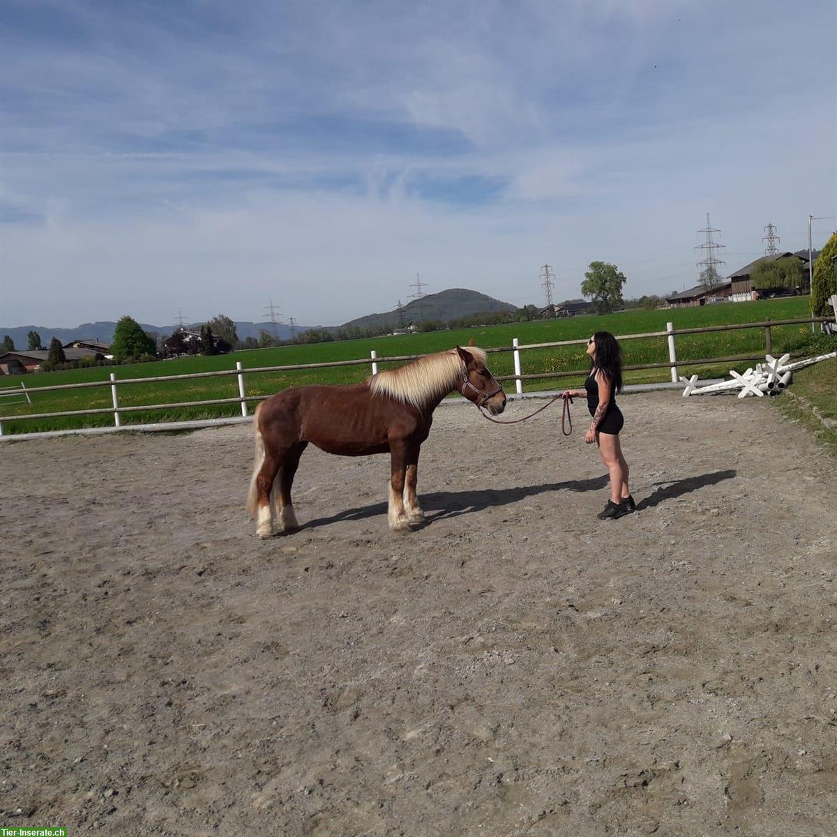 Bild 4: Mobile Reitlehrerin/Reitstunden, individueller Reitunterricht