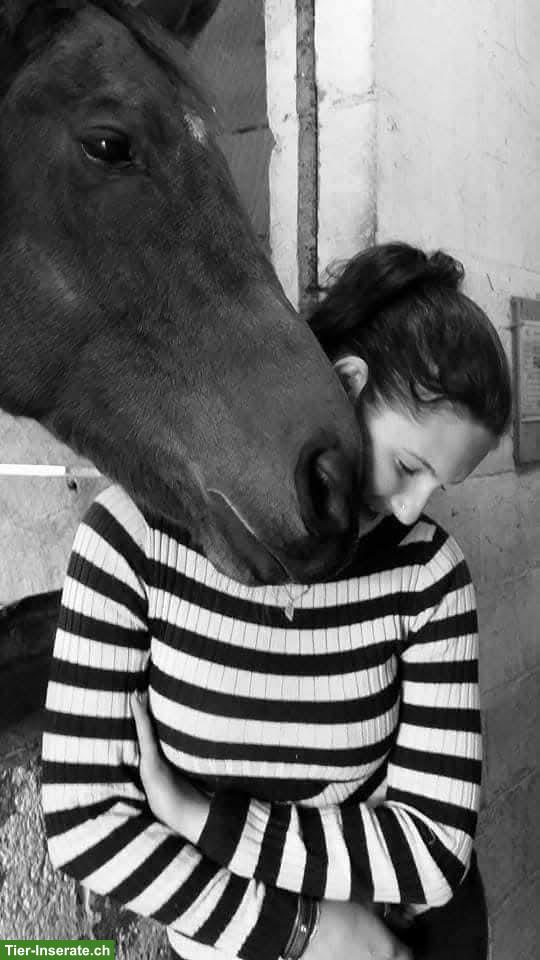 Bild 6: Mobile Reitlehrerin/Reitstunden, individueller Reitunterricht