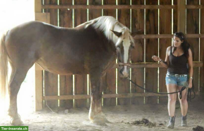 Bild 7: Mobile Reitlehrerin/Reitstunden, individueller Reitunterricht