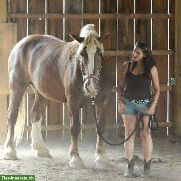 Bild 8: Mobile Reitlehrerin/Reitstunden, individueller Reitunterricht
