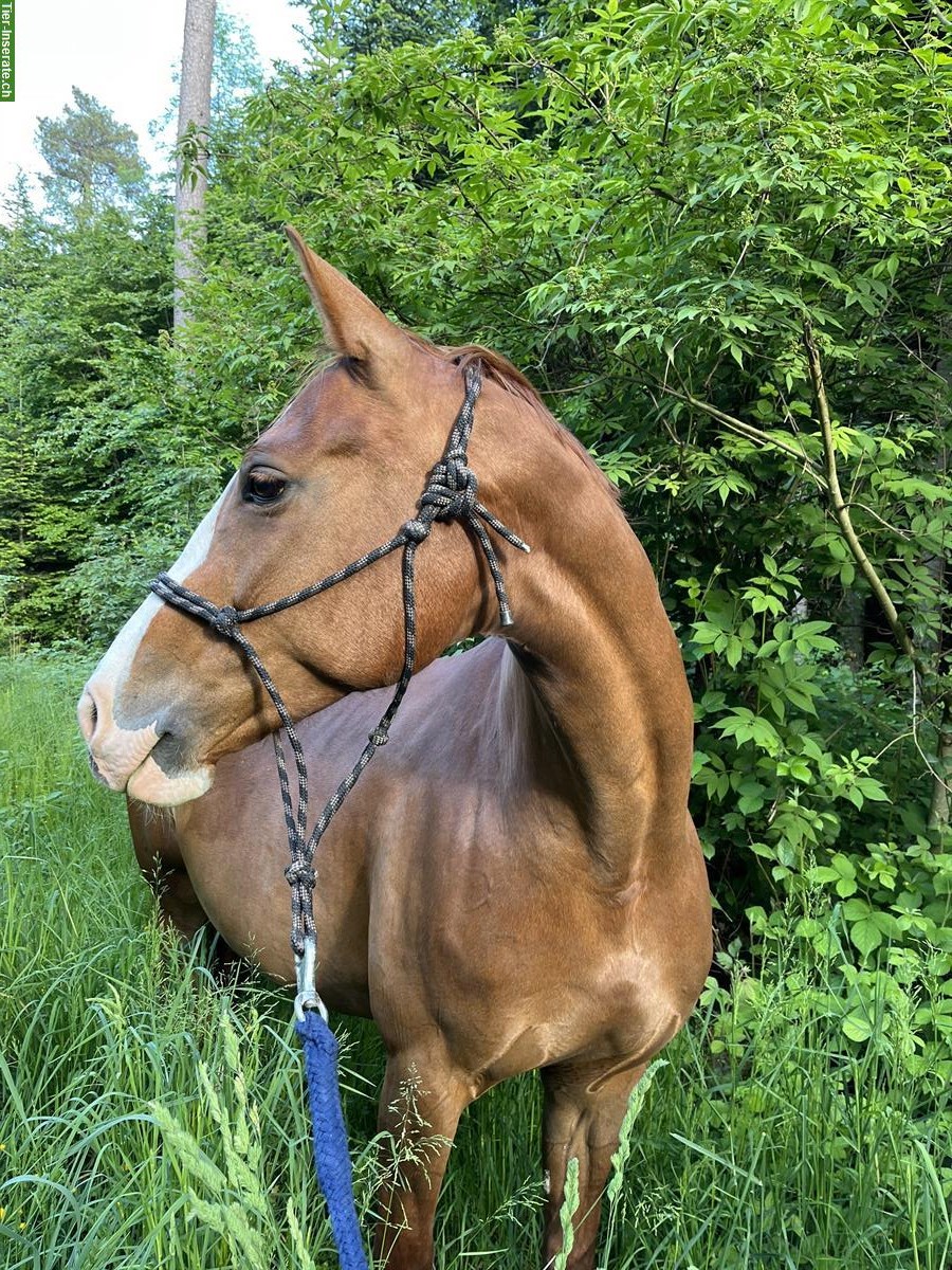 Bild 5: Spazier- und Pflegebeteiligung für zwei Warmblutpferde