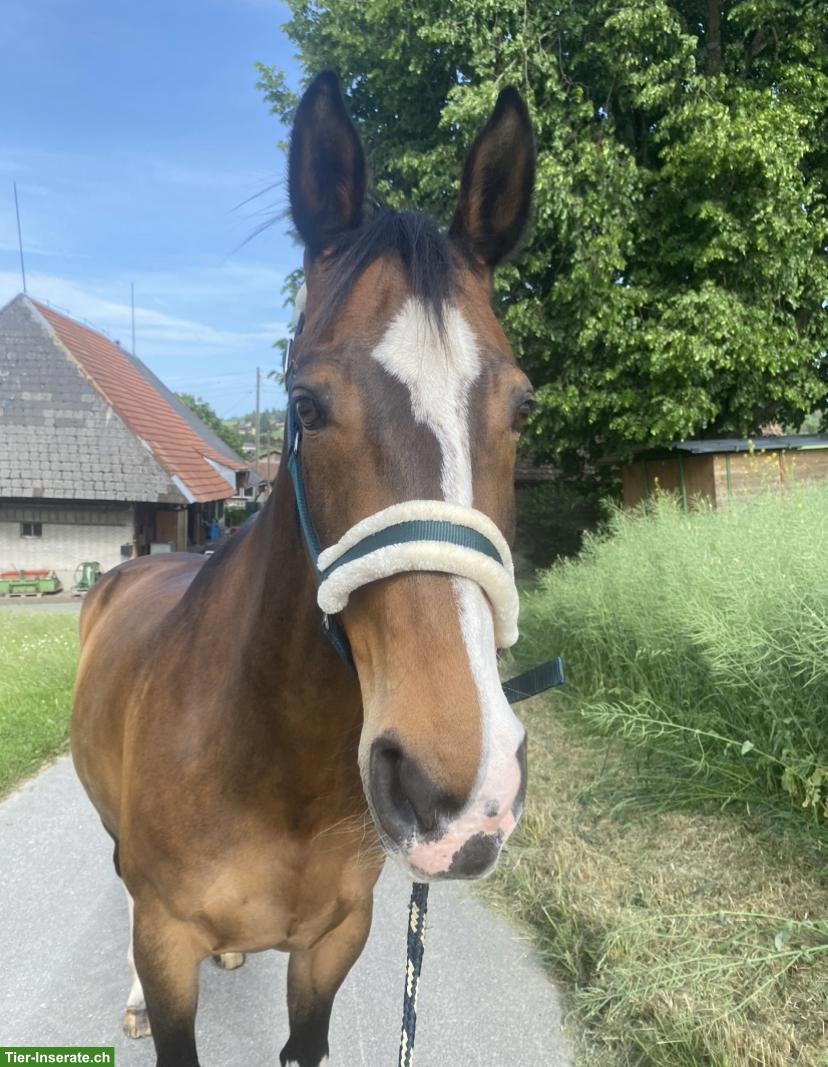 Bild 6: Spazier- und Pflegebeteiligung für zwei Warmblutpferde