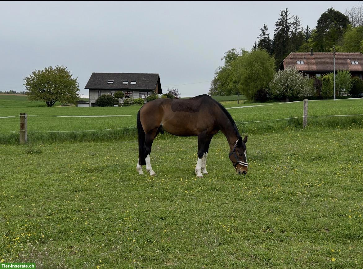 Bild 7: Spazier- und Pflegebeteiligung für zwei Warmblutpferde