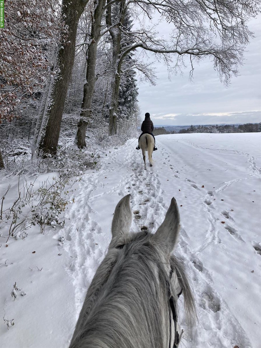 Bild 5: Reitbeteiligung auf Araberpferden sowie Hengst