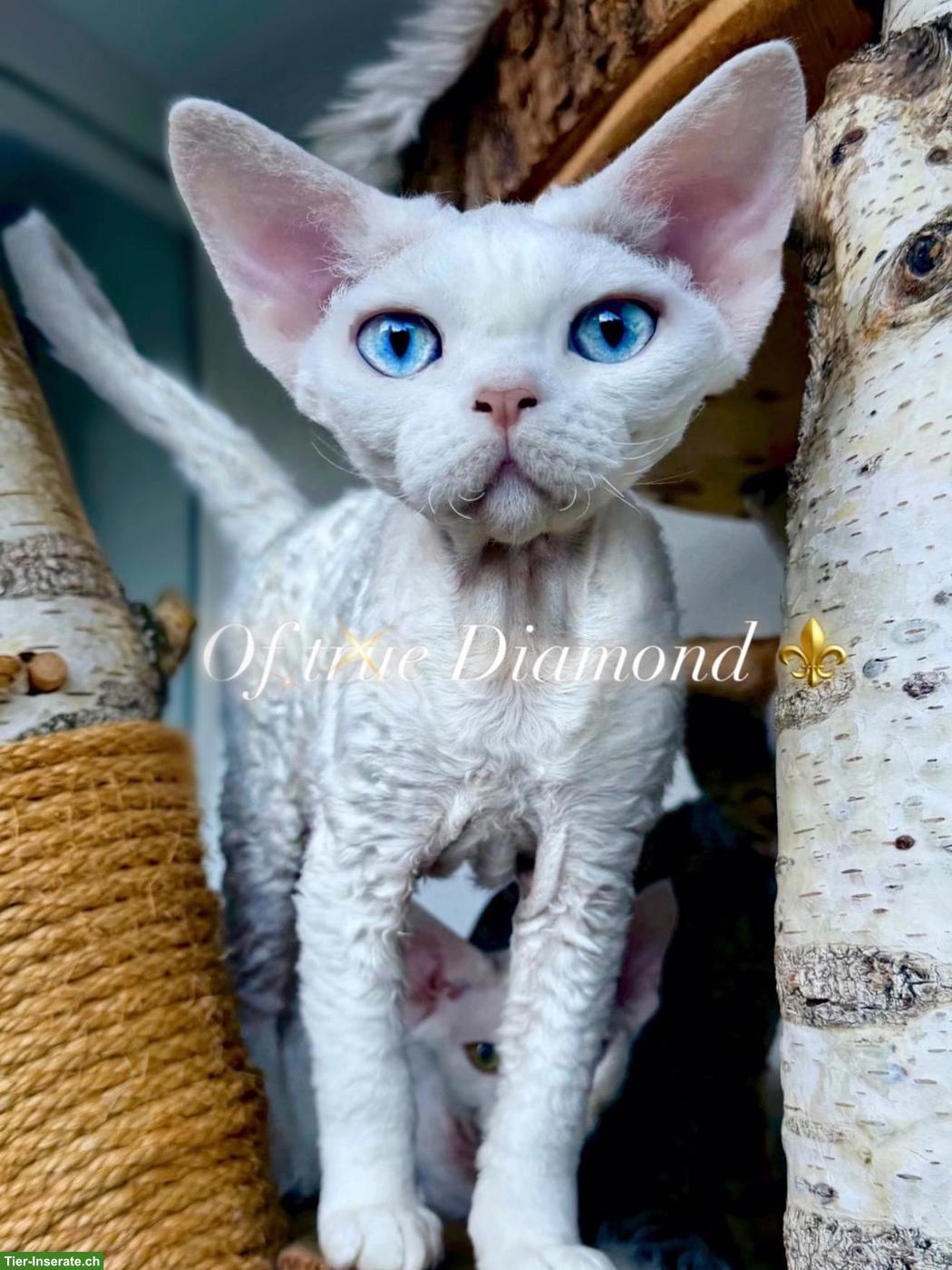 Bild 10: Devon Rex Katzen Of true Diamond