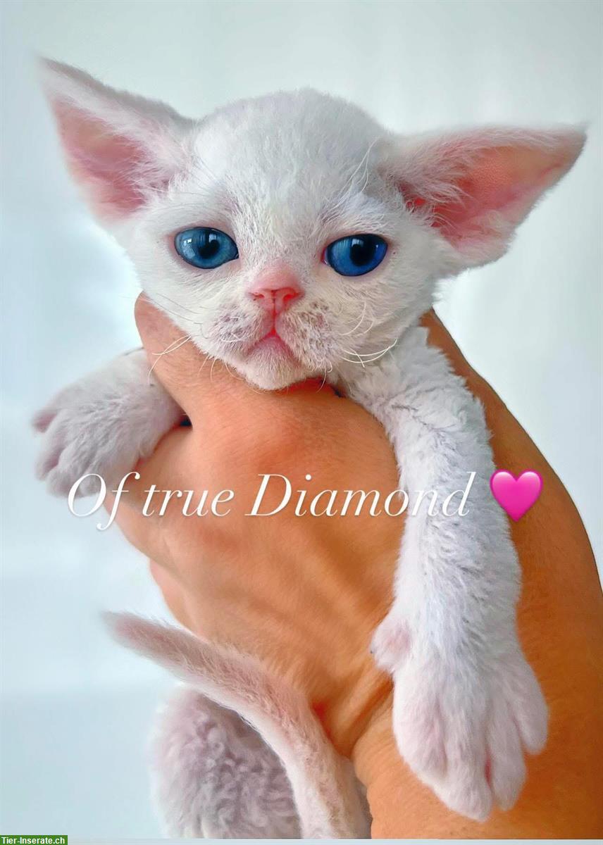 Bild 7: Devon Rex Katzen Of true Diamond