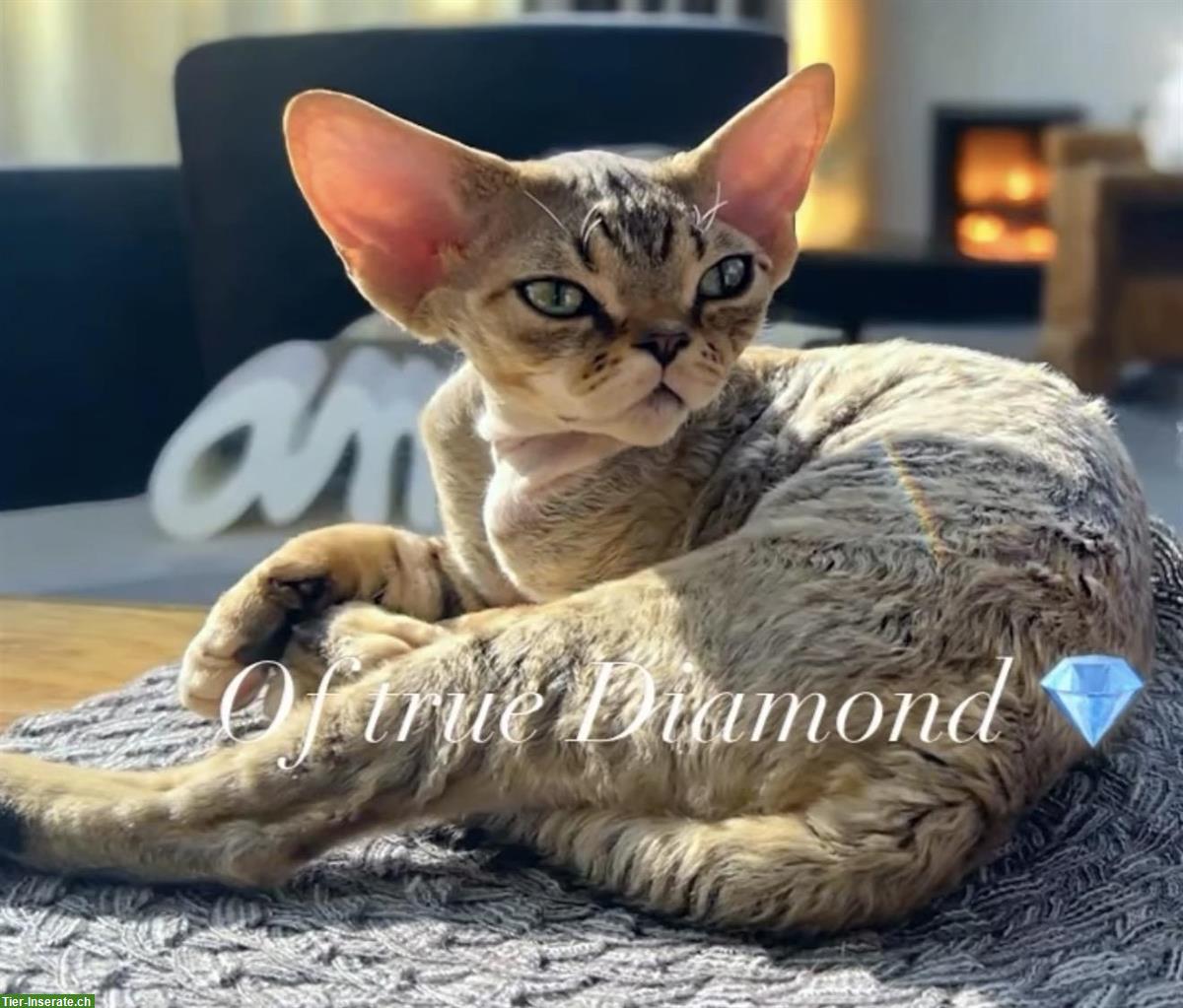 Bild 8: Devon Rex Katzen Of true Diamond
