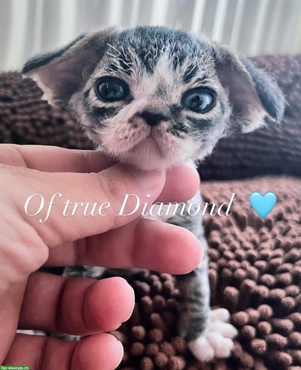 Bild 9: Devon Rex Katzen Of true Diamond