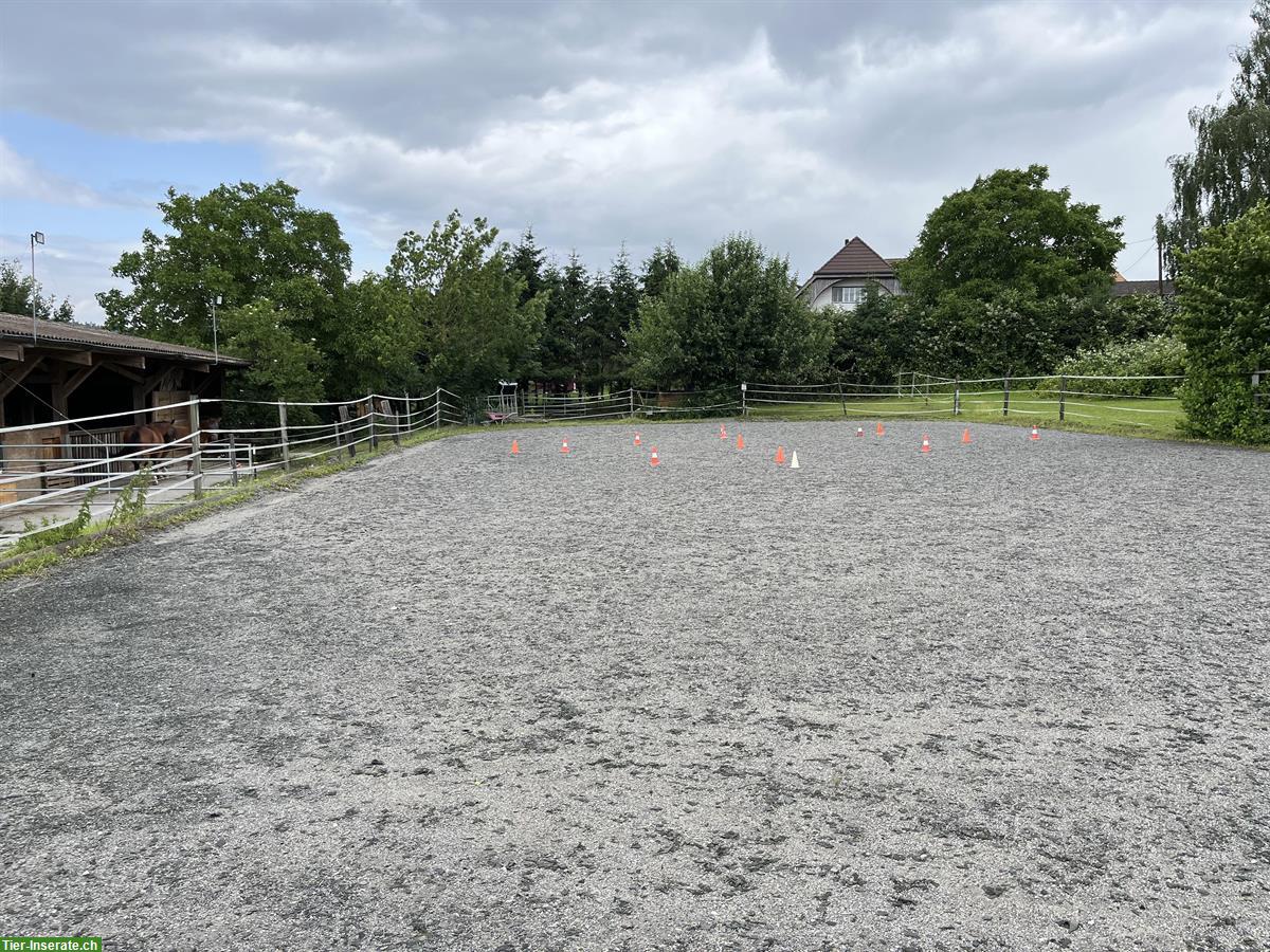 Bild 3: Pferde Auslaufbox zu vermieten im Berner Seeland