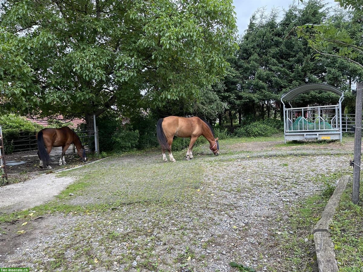 Bild 4: Pferde Auslaufbox zu vermieten im Berner Seeland