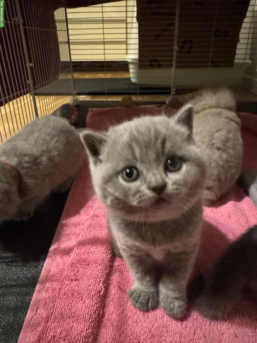 Bild 10: BKH Kitten wunderschön mit Stammbaum