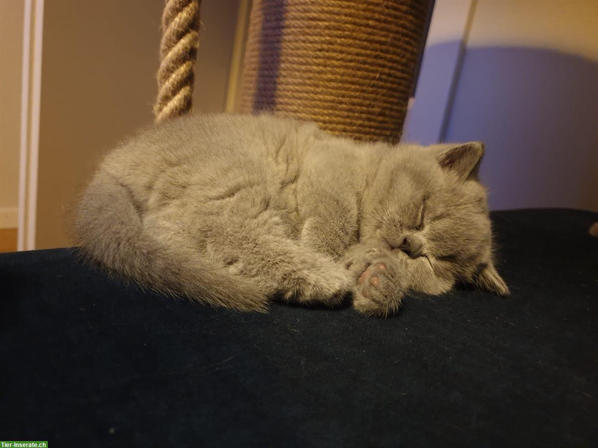 Bild 9: BKH Kitten wunderschön mit Stammbaum