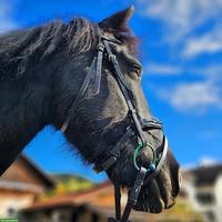 Reitbeteiligung: Friesen mix Stute sucht Verstärkung