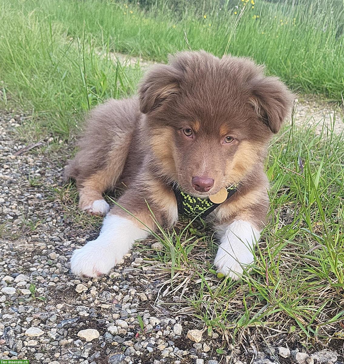 Traumhafte Mini Aussie Welpen & Youngster auf Anfrage