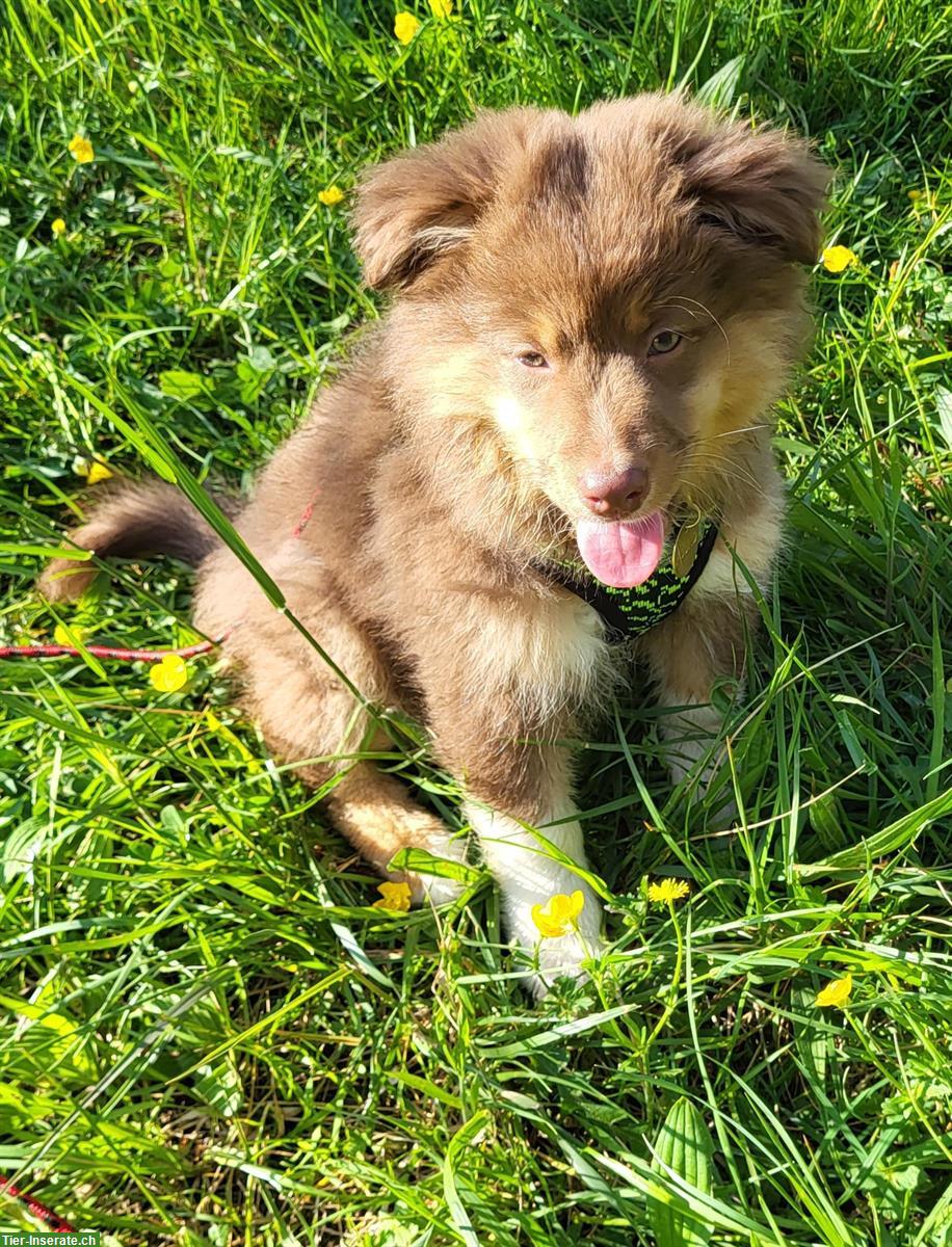 Bild 4: Traumhafte Mini Aussie Welpen & Youngster auf Anfrage