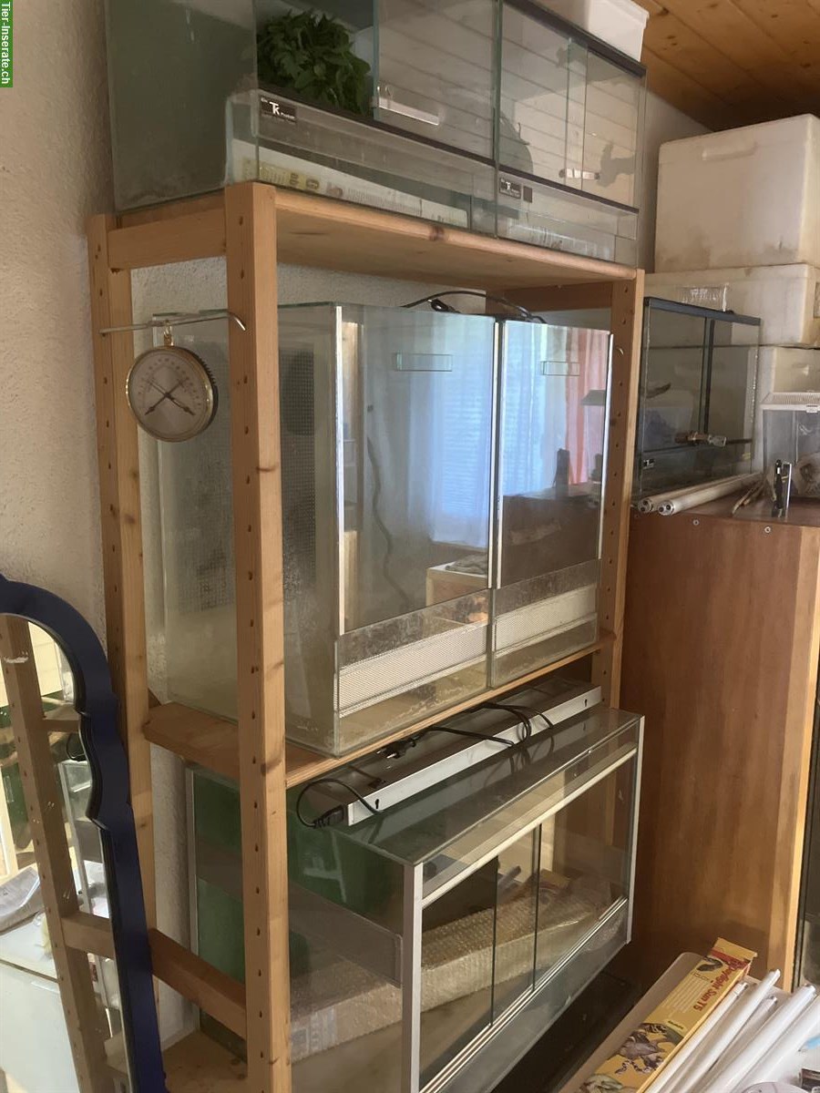 Bild 10: Terraristik / Schlangen Hobbyaufgabe alles muss weg