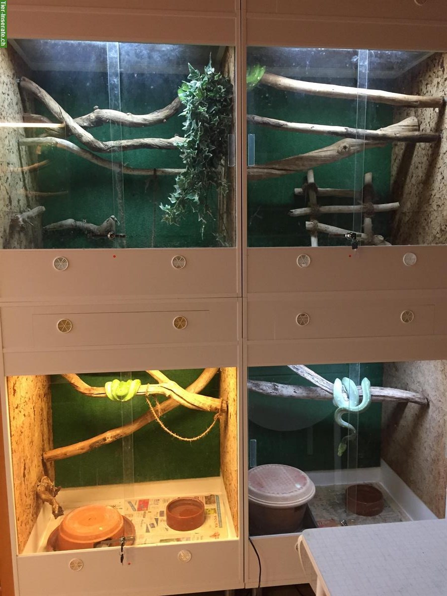 Bild 6: Terraristik / Schlangen Hobbyaufgabe alles muss weg