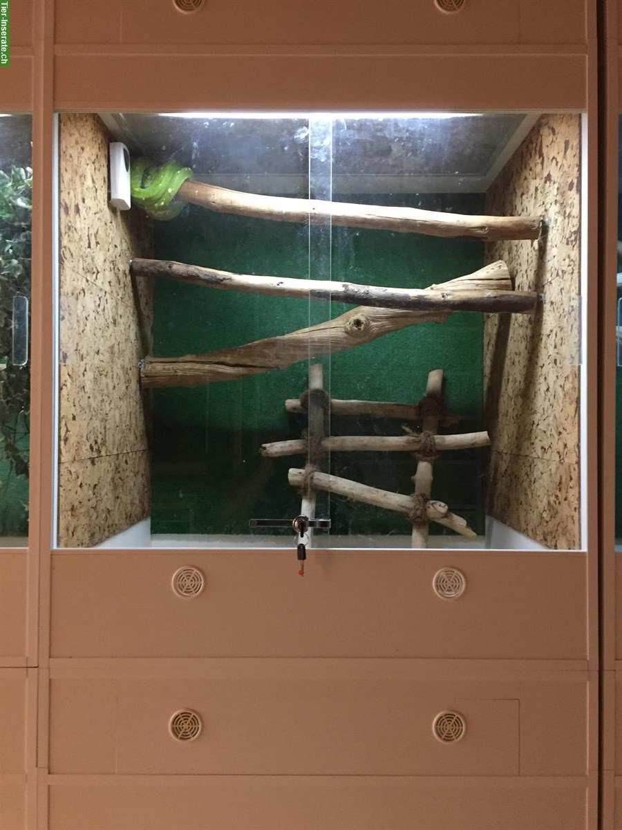 Bild 7: Terraristik / Schlangen Hobbyaufgabe alles muss weg