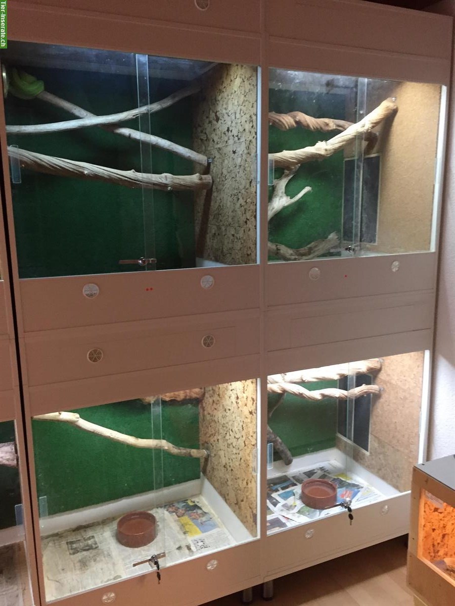 Bild 8: Terraristik / Schlangen Hobbyaufgabe alles muss weg