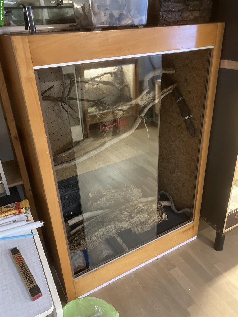 Bild 9: Terraristik / Schlangen Hobbyaufgabe alles muss weg