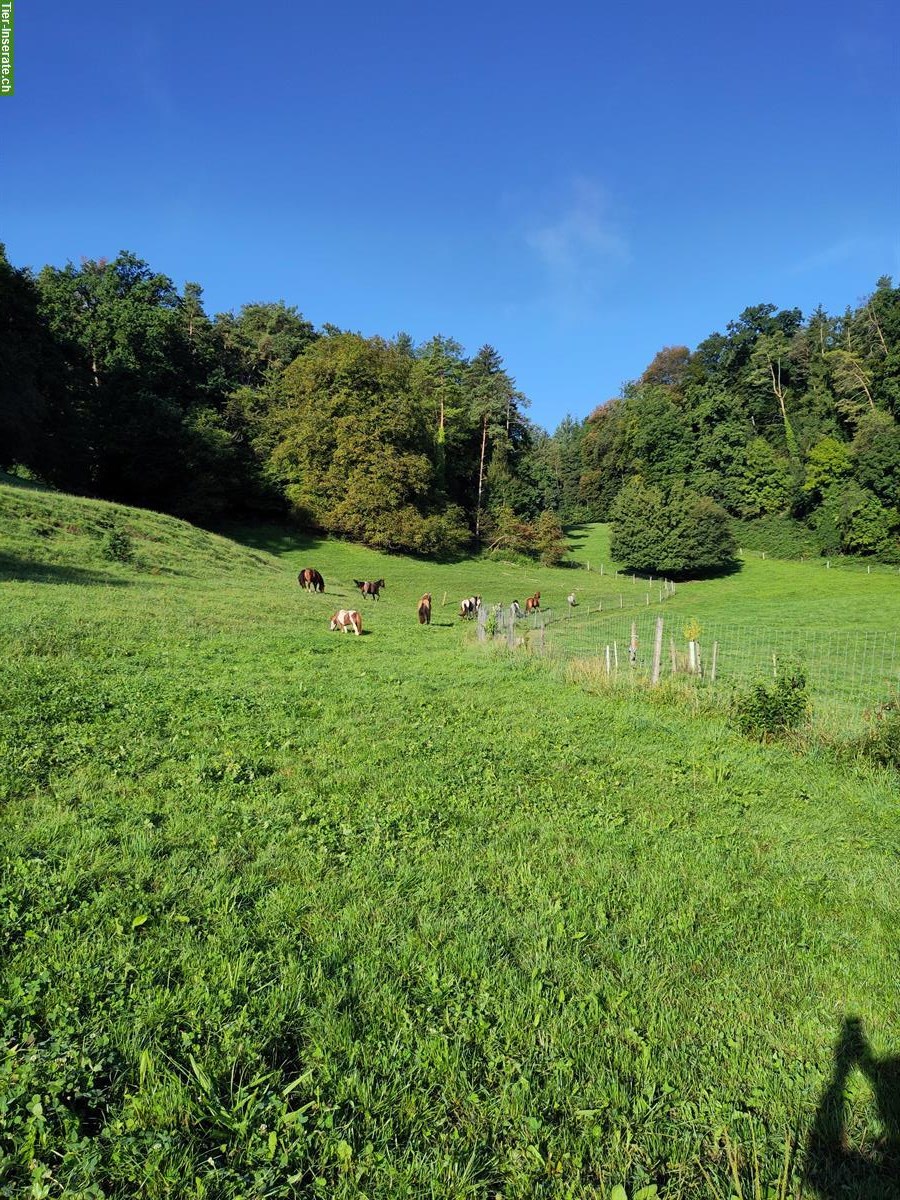 Bild 6: Offenstallplatz frei, 5079 Zeihen AG