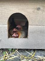 Deutsche Baum- und Buschhennen zu verkaufen