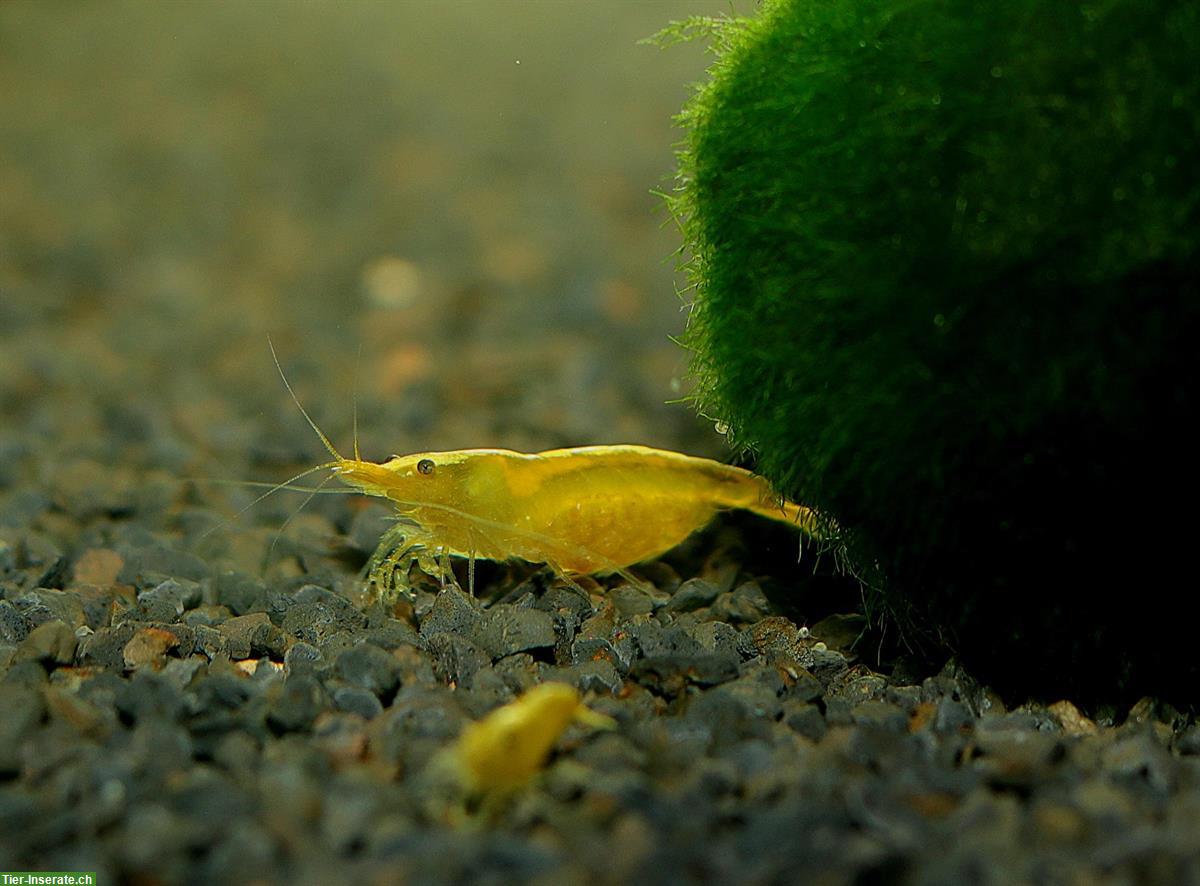 Yellow Neon Neocaridina davidi Garnelen, Versand möglich