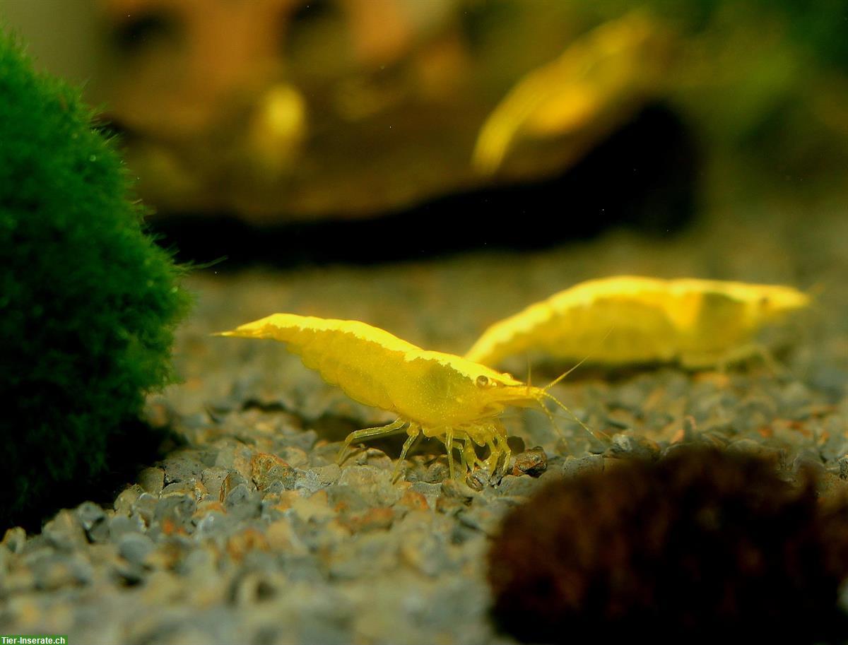 Bild 2: Yellow Neon Neocaridina davidi Garnelen, Versand möglich
