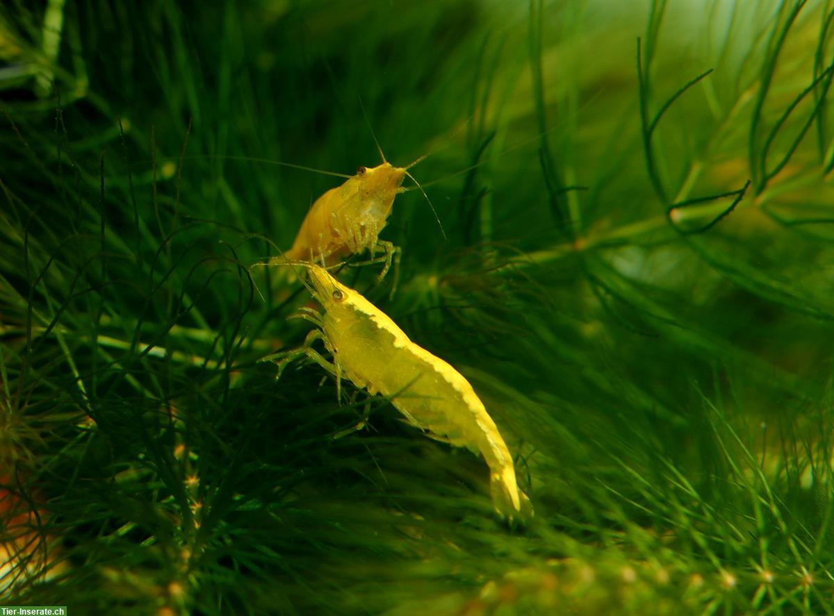 Bild 3: Yellow Neon Neocaridina davidi Garnelen, Versand möglich