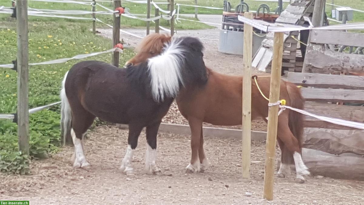 Offenststallplatz für ein Vierbeiner in Zürich Stettbach