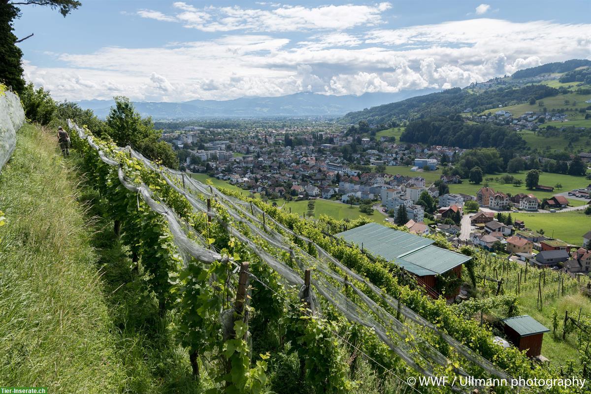 Wiese im Rebberg abweiden für Schafe, Alpakas, Lamas