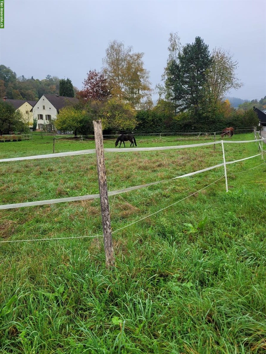 Bild 4: Pferdestall für Ponys & Pferde Selbstversorger in Tegerfelden AG