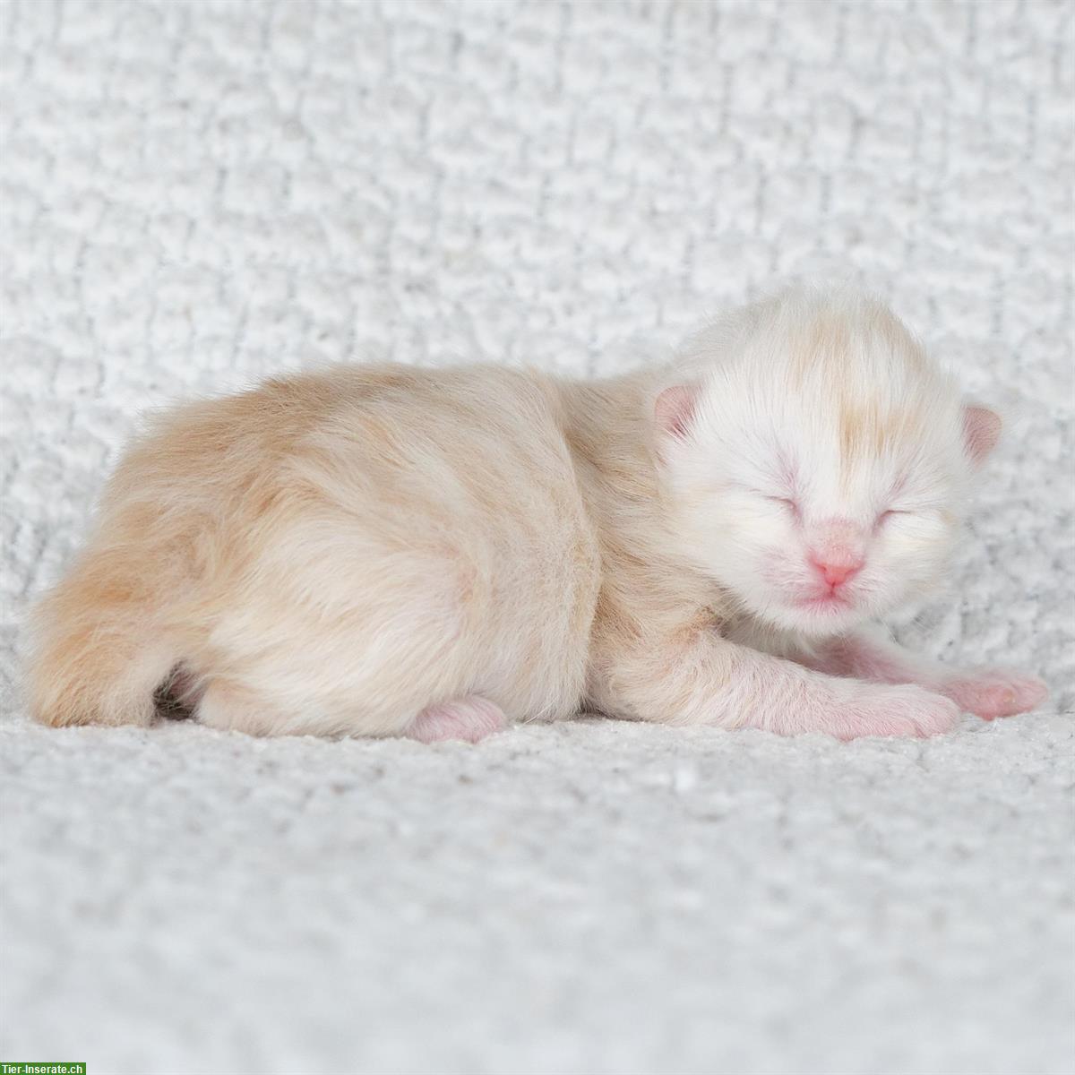Bild 4: Türkisch Angora Kitten mit Stammbaum