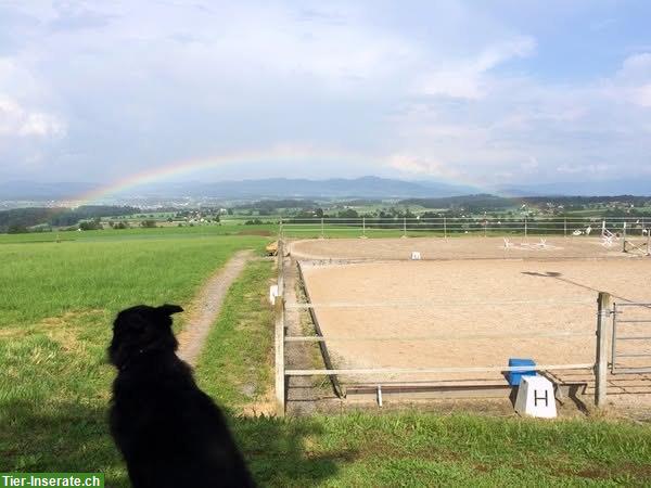 Bild 2: Auslaufboxe zu vermieten in Egg, Zürcher Oberland