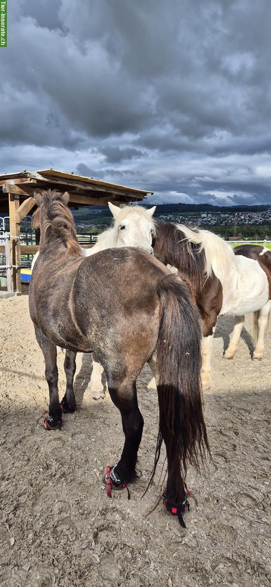 Bild 9: Freier Platz in Boxenstall mit Doppelbelegung für Isländer