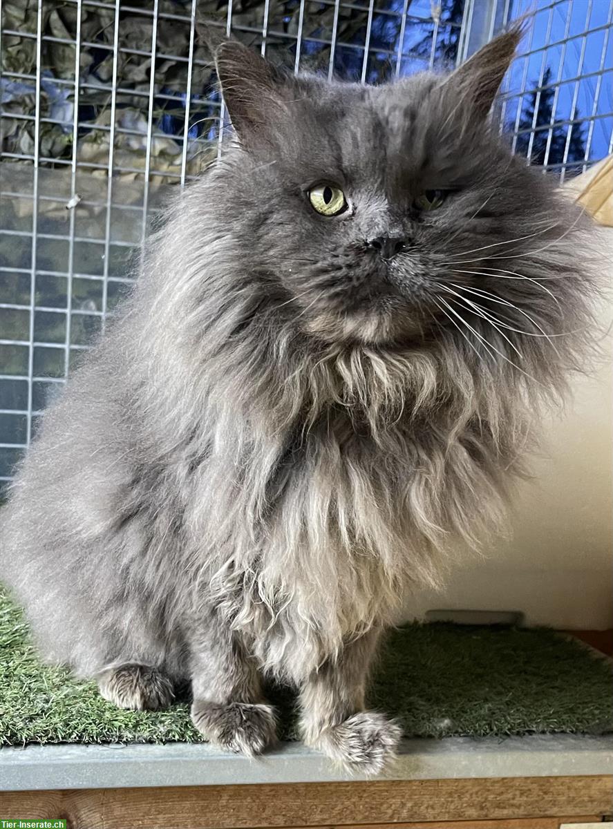 Maine Coon Deckkater steht Katzendamen zur Verfügung
