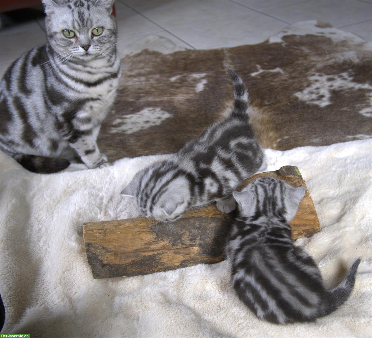 Bild 6: BKH Katzenbabys in Black silver classic tabby mit Stammbaum