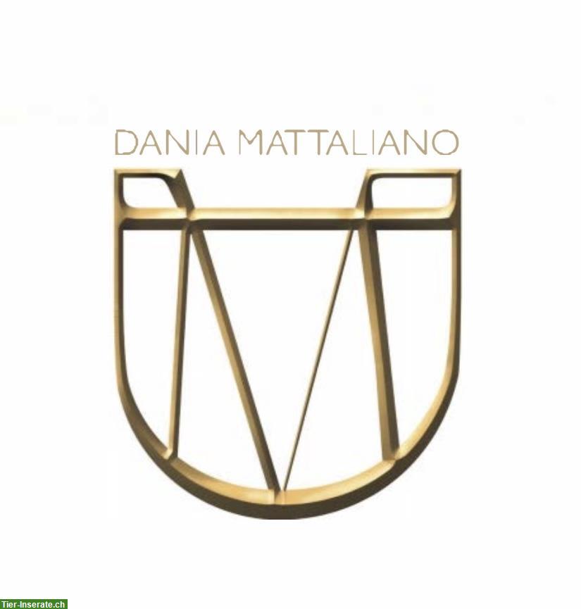 Bild 3: Dressurunterricht, Lergänge und Pferdeausbildung