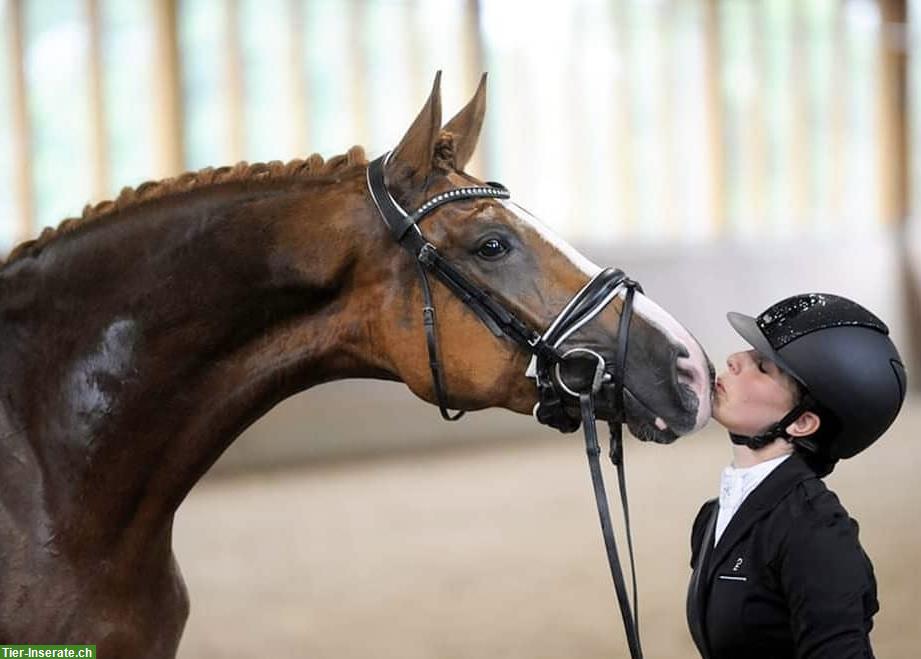 Bild 5: Dressurunterricht, Lergänge und Pferdeausbildung