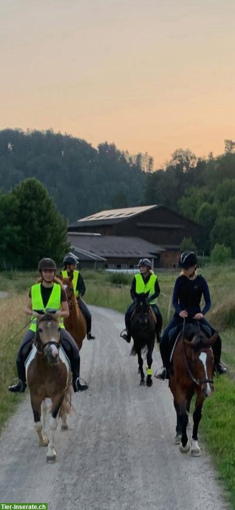 Bild 5: SUCHE eine Reitbeteiligung, nähe Sempachersee