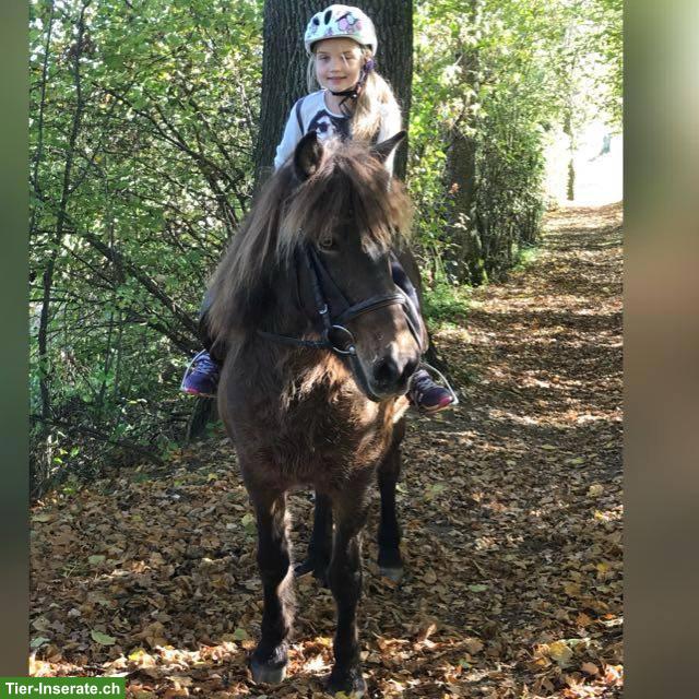 Bild 6: SUCHE eine Reitbeteiligung, nähe Sempachersee